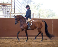 Class 118 Arabian Hunter Pleasure - AAOTR 50 Yrs/Over