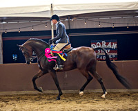 300 Arabian Hunter Pleasure Championship - Geldings