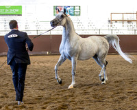 Class 209 Arabian Gelding - 3 Year Olds
