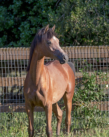NairBaahirMay16_576