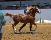 Class 201 HA Yearling Filly Breeders Sweepstakes