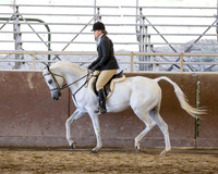 Class 26 - Arabian Hunter Pl Geldings
