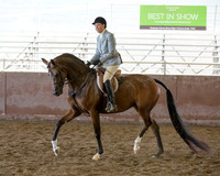 Class 5 - Arabian Hunter Pleasure Jr Horse