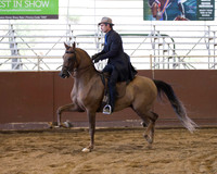 Class 291 HA/AA Country English Pleasure - Jr Horse 5 & Under