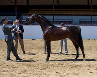 Class 214 Arabian Colt Breeding Championship - 2 Yrs Old