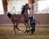 Class 256 Arabian Yearling Colt/Gelding Breeders Sweepstakes