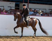 Class 45 Arabian Hunter Pl - Limit Horse