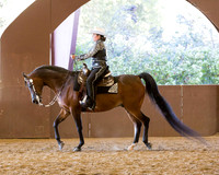 Class 81 - Arabian Western Pl Championship AATR