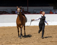 Class 13 - Arabian Mare Championship