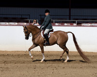 Class 117 Arabian Hunter Pl - AAOTR 50 & Over
