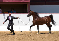 Class 21 - Arabian Stallion Championship