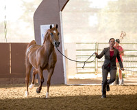 Class 248 Arabian Gelding 2 Yrs & Over - AOTH