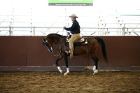 Class 322 Arabian Western Pleasure - Geldings