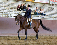 Class 76 - Arabian Hunter Pl JTR 14-18