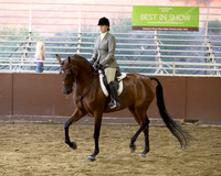 Class 309 HA/AA Hunter Pleasure Championship