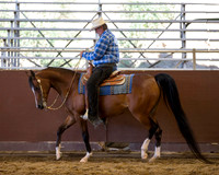 Class 125 Arabian Western Pleasure - Mares & Geldings