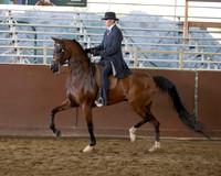 Class 164 HA Country English Pleasure - JTR Select