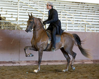 Class 98 - HA/AA Country English Pl Jr Horse