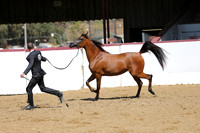 Class 11 - Arabian Fillies/Mares 3 & 4 Years Old