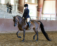 Class 59 - Arabian Hunter Pl AAOTR 40 & Over