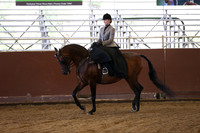 Class 289 Arabian Ladies Side Saddle