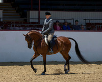 Class 83 Arabian Hunter Pl - AATR Choice/Elite