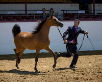 Halter Classes  - Region 2 Championship