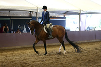 Class 270 Arabian Hunter Pl - AAOTR 19-49 Yrs Old