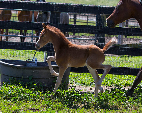 ChFilly_042016_333