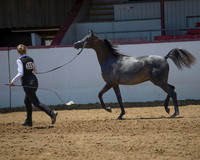 Class 206 Arabian Colt Breeding Championship - Yearlings
