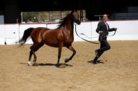 Class 12 - Arabian Mares 5 & Over