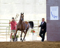 Class 254 Arabian Mare Championship 2 Yrs & Older