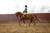 Class 121 Arabian Hunter Pleasure - JTR Select