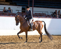 Class 121 Arabian Hunter Pl - Mares
