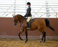 Class 288 Arabian Hunter Pleasure - JOTR 13 & Under