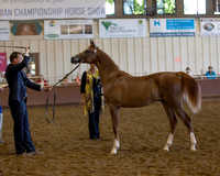 Class 204 Arabian Colt - Yearlings