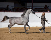 Class 8 - Arabian Fillies/Mares AOTH 2 & Over