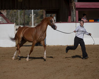 Class 3 - Arabian Gelding 2 & Over AOTH