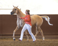 Class 206 HA Mare - 2 Year Olds