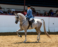 Class 280 Arabian Hunter Pl - AAOTR 19-49 Yrs Old
