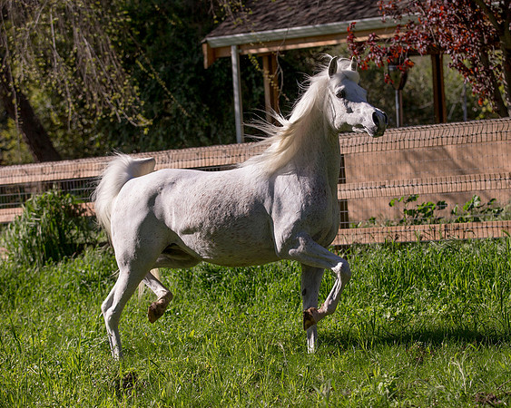 CorySoltau_Amy_Mar2016_0260