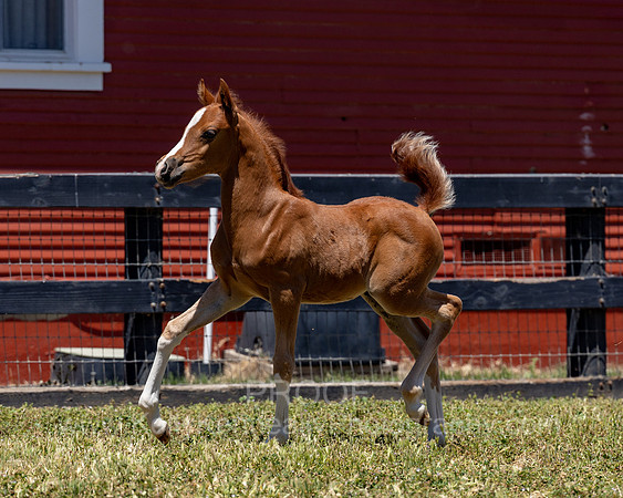 ShermanRanch0524_2309