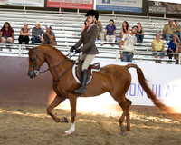 Class 308 Arabian Hunter Pleasure - JTR Select
