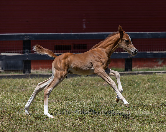 ShermanRanch0524_3858
