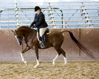 Class 88 - Arabian Hunter Pl Championship AAOTR
