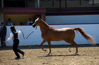Class 381 Arabian Gelding ATH 2 Yrs & Over