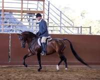 Class 161 Arabian Hunter Pleasure - Gentlemen to Ride