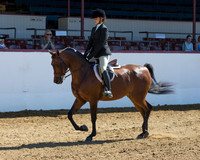 Class 253 Arabian Hunter Pl - JOTR 13 & Under