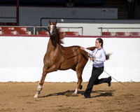 Class 2 - Arabian Gelding 5 & Over
