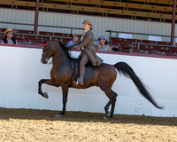Class 320 Arabian Park Horse Championship